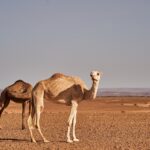 best things to do in morocco for 2026