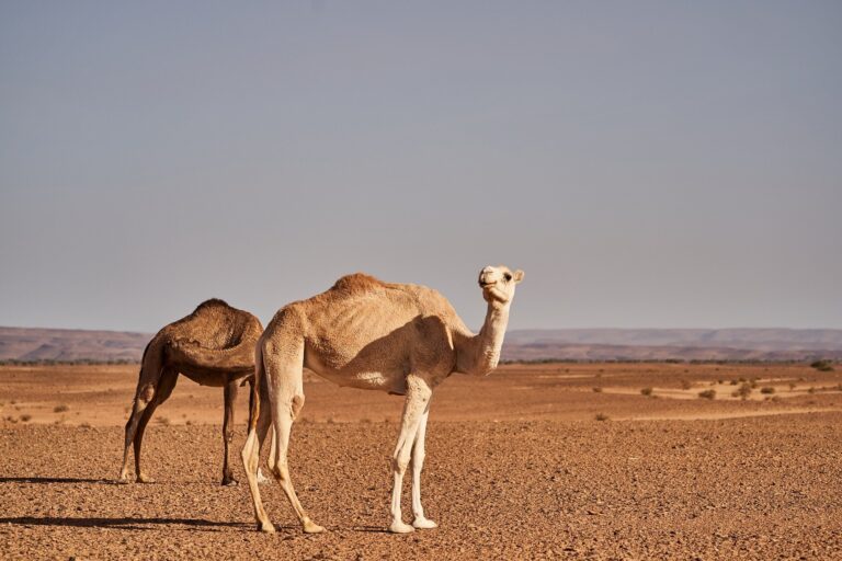 best things to do in morocco for 2026