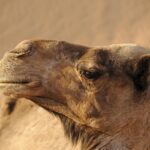 Best Morocco Student Tours 2026? Complete Travel Guide