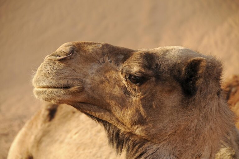 Best Morocco Student Tours 2026? Complete Travel Guide