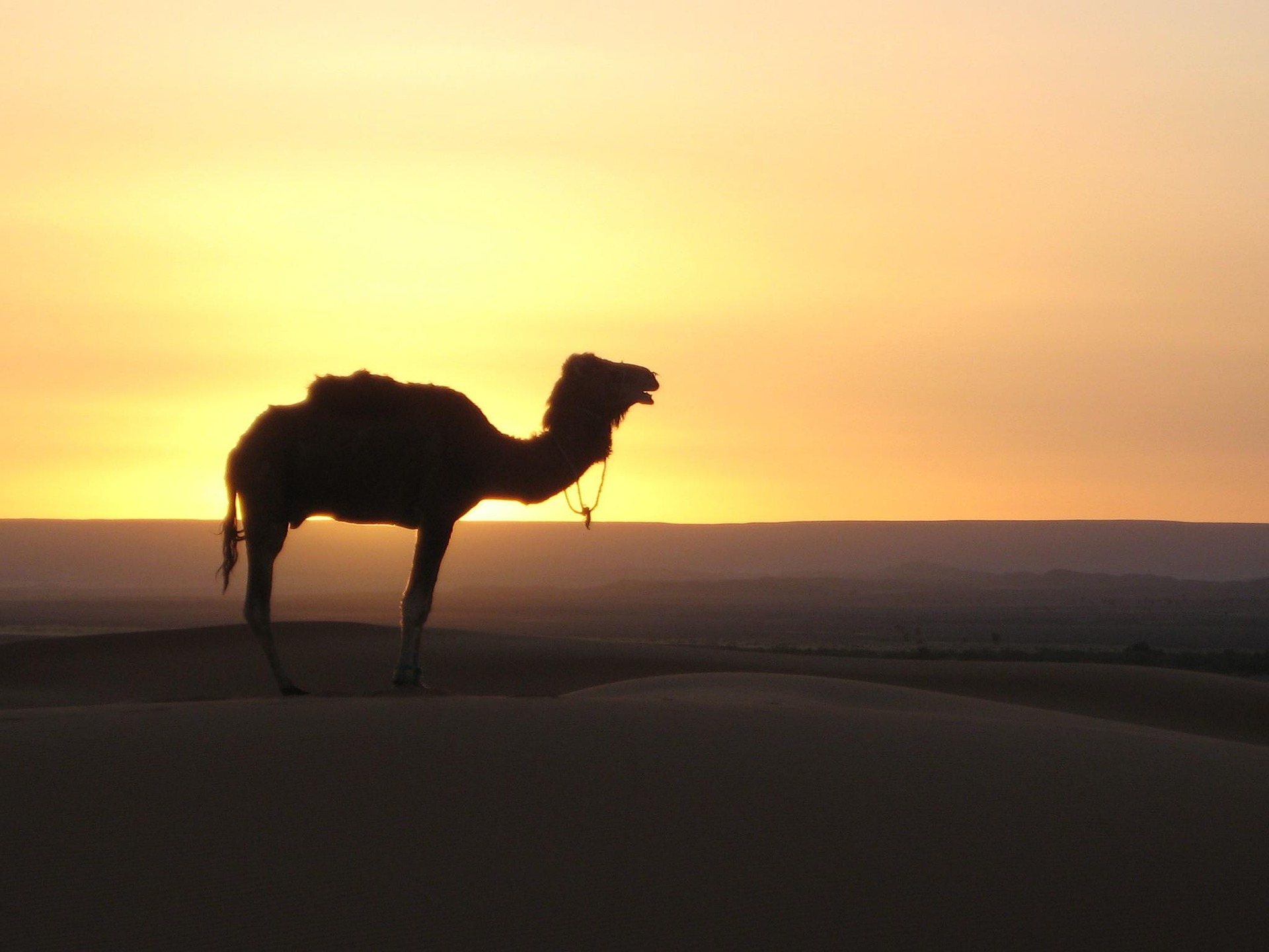 camel ride sahara desert morocco