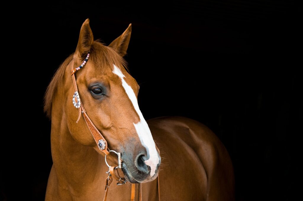 Best Merzouga Horseback Riding