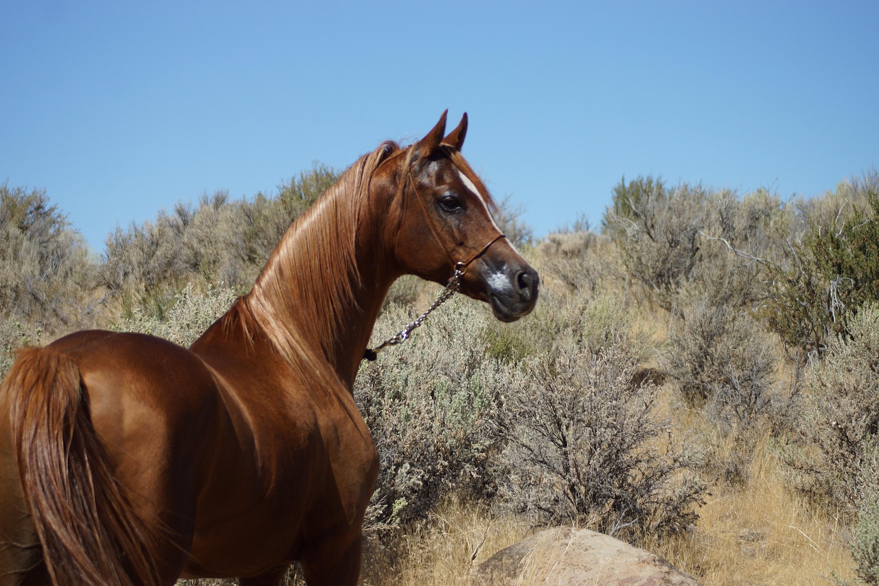 arabian, horse, desert, sage brush, mountain, animal, stallion, equine, horses, nature, portrait, equestrian, equines, purebred, wild, show horse, unicorn, chestnut, pony, brown mountain, brown horse, brown desert, arabian, horse, horse, horse, horse, horse, stallion, horses, show horse, unicorn, unicorn, unicorn, unicorn, pony