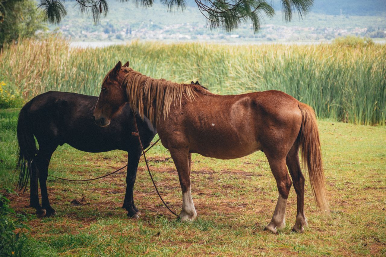 Two horses standing on lush grass near reeds in Tzintzuntzan, Mexico.