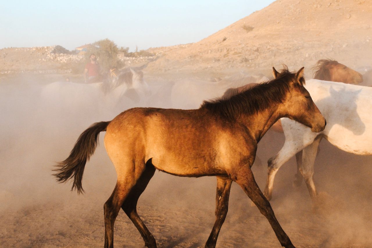 Best Merzouga Horseback Riding