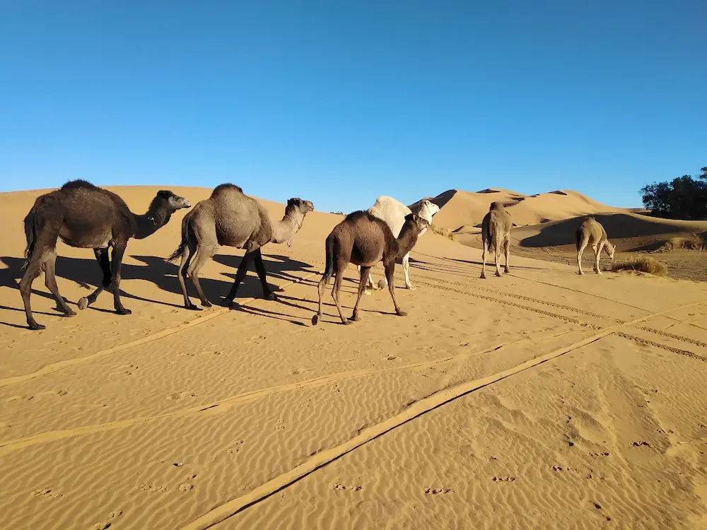 11-Day Tour from Agadir11-Day Tour from Agadir to Tangierto Tangier