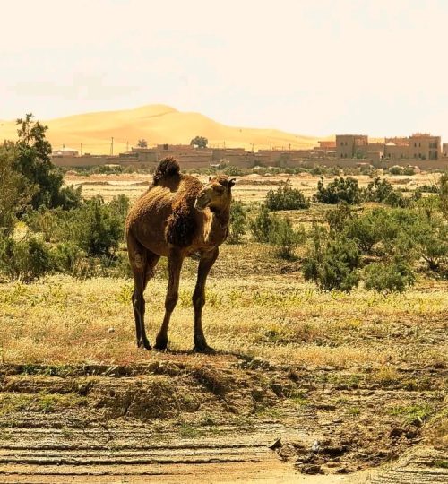 best tours of merzouga